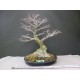 Đặt hàng cây bonsai theo yêu cầu