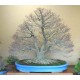 Đặt hàng cây bonsai theo yêu cầu
