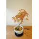 Phong núi bonsai Nhật Bản