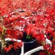 Phong hải tinh đỏ bonsai