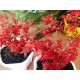 Phong hải tinh đỏ bonsai