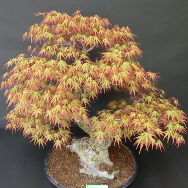 Cây phong vỏ sần bonsai