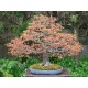 Cây phong vỏ sần bonsai