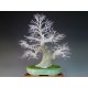 Cây phong vỏ sần bonsai