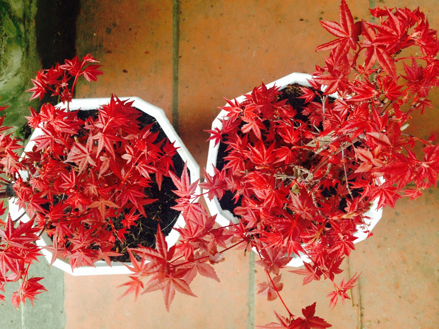 cây phong hải tinh đỏ - xuất xứ Nhật Bản