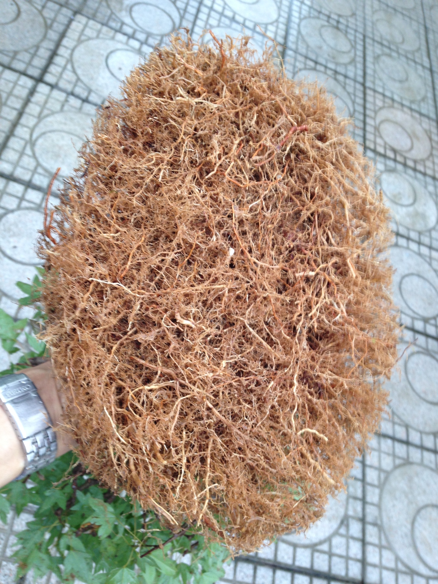 Cây phong Nhật Bản - bộ rễ được kỳ công tạo bởi nghệ nhân Nhật