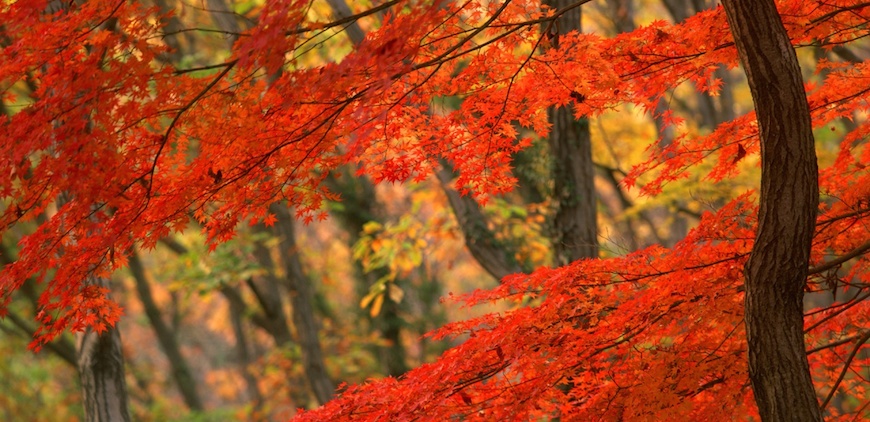 Phong lá đỏ Nhật Bản
