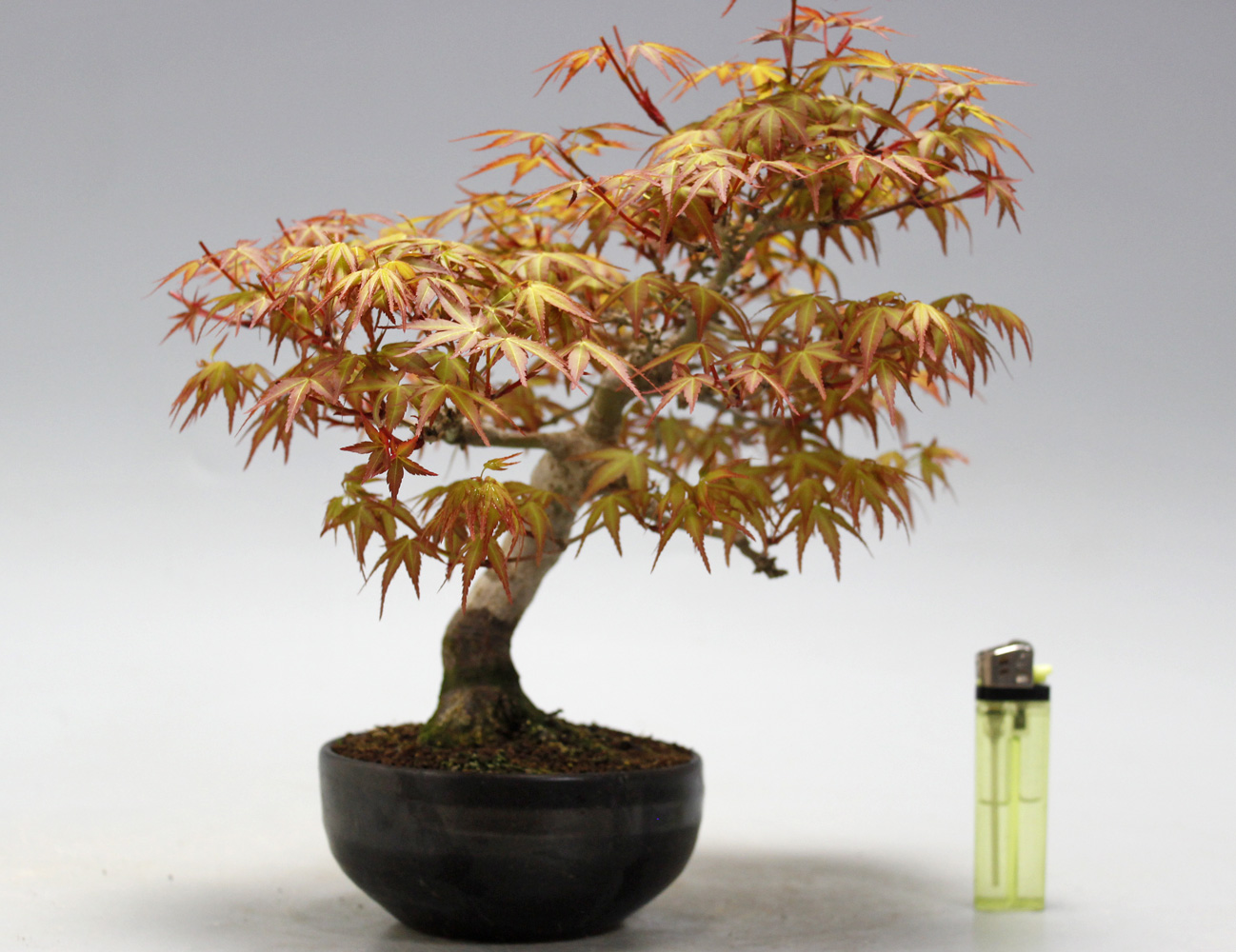 Cây phong thiên điểu bonsai
