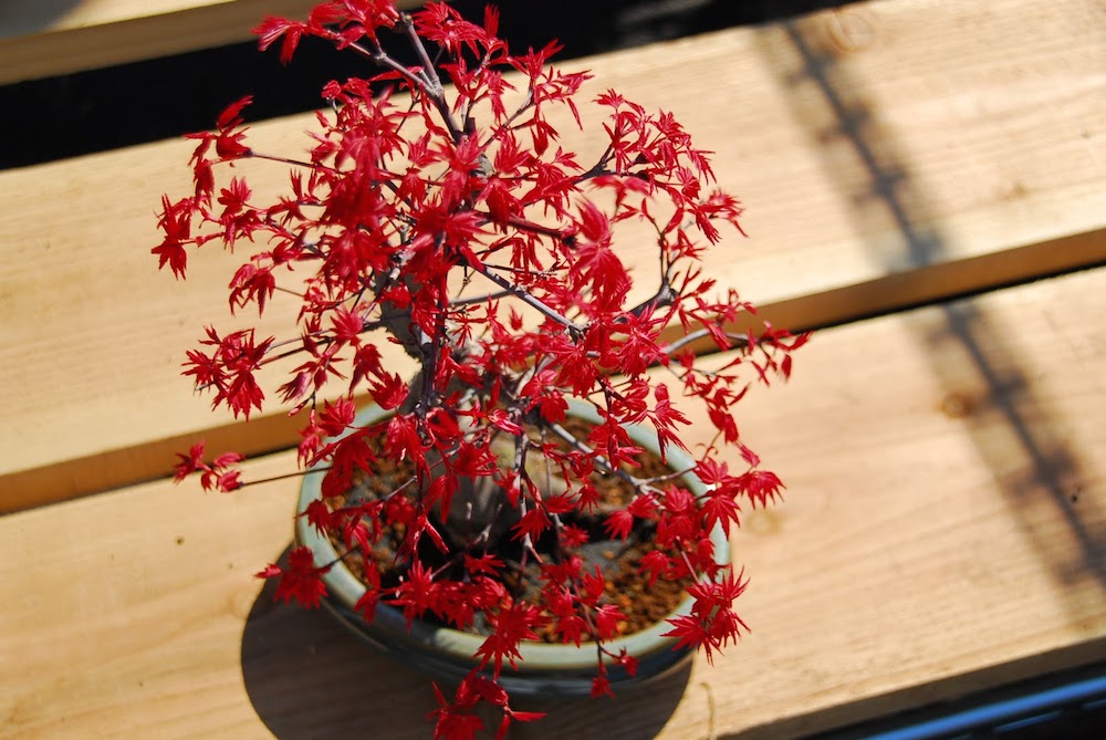 Cây phong hải tinh đỏ xuất xứ Nhật Bản